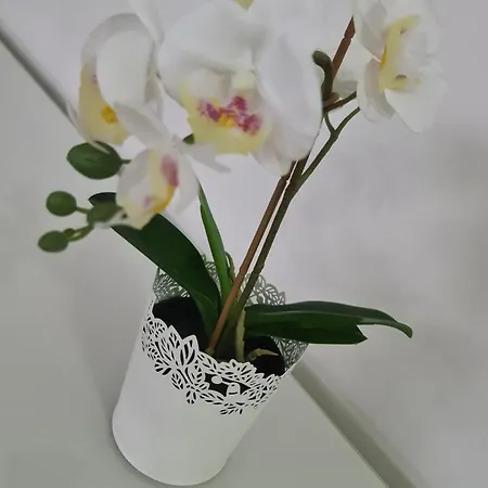 Διαμέρισμα Feira Loft